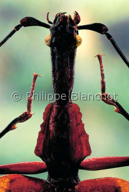 Mormolyce phyllodes.JPG - in "Portraits d'insectes" ed. SeuilMormolyce phyllodesCarabe violonViolin beetleColeopteraCarabidaeBorneo